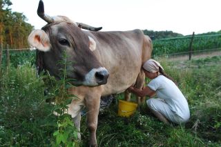 Daru, a kárpáti borzderes. Sosem találkoztam nála kezesebb tehénnel. Fruzsina állítja mindig ilyen volt, nem a kora teszi...
