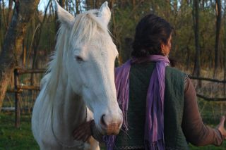 Egy kora tavaszi kép Lélekről, a fiatal akhal tekéről. Terápiás szabad edzés ez mindkettőjüknek. Lélek tanul, Fruzsi...